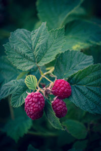 Himbeeren fructosearmes Obst
