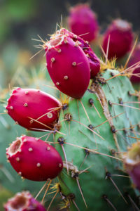 Kaktusfeige fructosearmes Obst