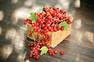 Johannisbeeren Gesundheitsvorteile bei Fructoseintoleranz