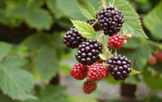 Brombeeren bei Fructoseintoleranz