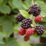 Brombeeren bei Fructoseintoleranz